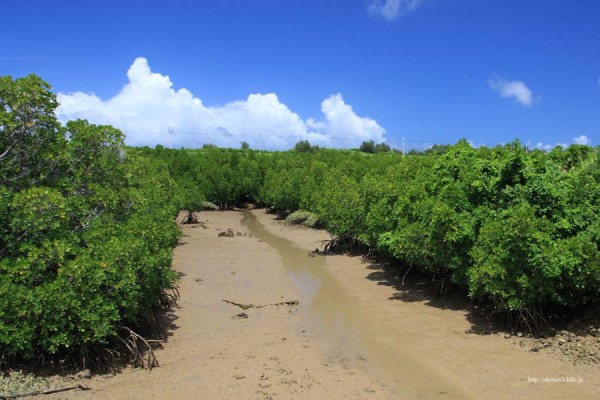島尻のマングローブ林